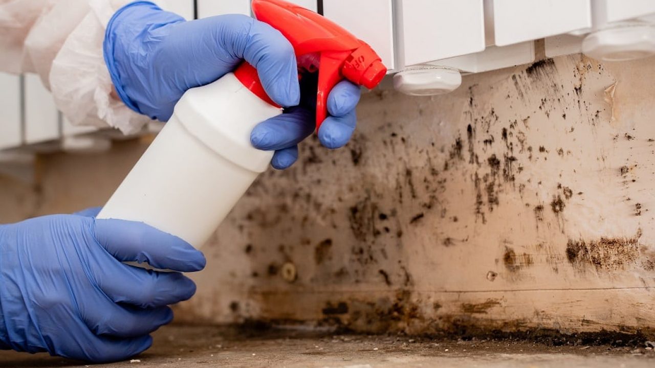 Champaign Mold Removal